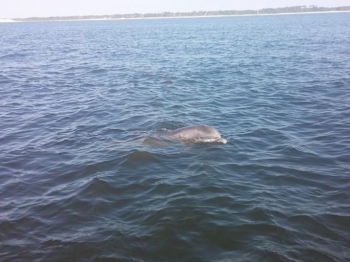 Fish Time Fishing Charter Picture of Dolphin in Pensacola Bay