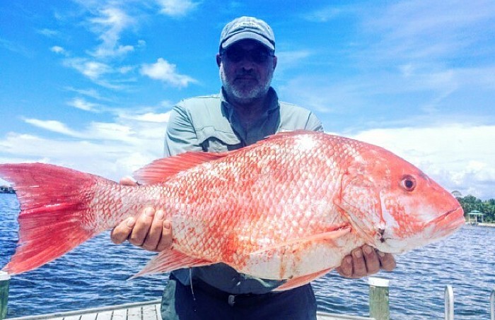 Red Snapper Gulf of Mexico