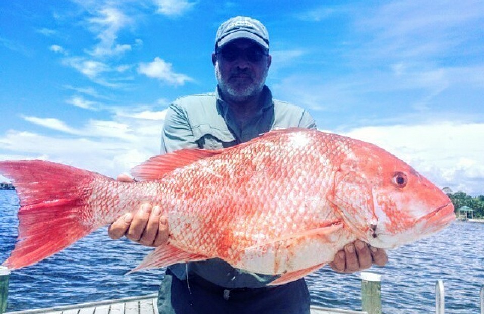 Gulf Red Snapper