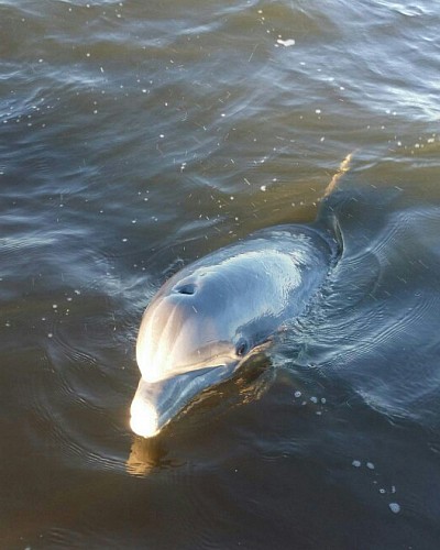 Fish Time Dolphin Cruise