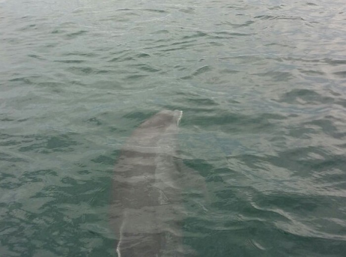 Destin Dolphin Tours Fish Time