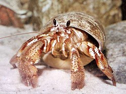 Hermit crabs are a great way for kids to learn about the marine life here in Navarre Beach