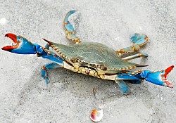 Blue Crabs are along the coast line from Destin to Perdidio Key
