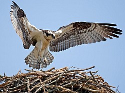 Ospreys are a native here in Navarre and Pensacola Beach