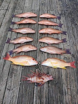Mangrove Snappers, Lane Snappers, and a Lionfish