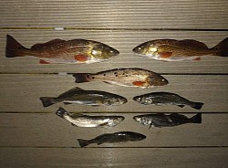 Redfish and Speckled Trout in Navarre Beach